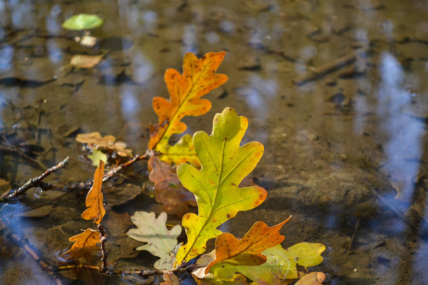 Δρύινα κίτρινα φύλλα στο νερό. Φθινοπωρινή ιδέα. - Φωτογραφία, εικόνα
