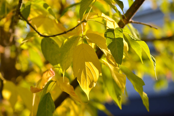 Piękne światło i cień na żółtych i zielonych liści na gałęzi. Jesienny słoneczny dzień. Światło i cień. Ciepła jesień. - Zdjęcie, obraz