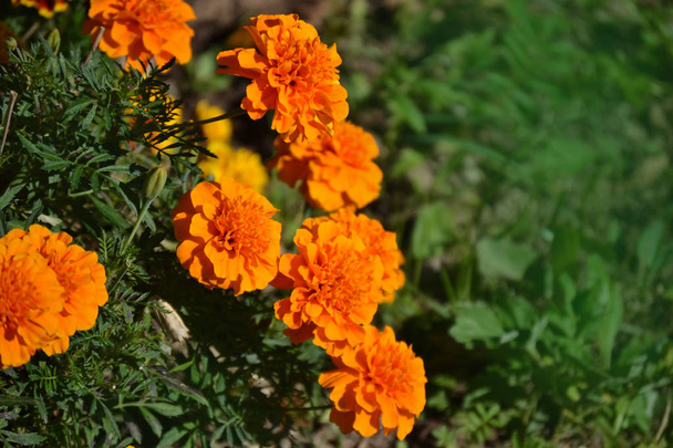yuvarlak, parlak turuncu çiçekler Marigolds - Fotoğraf, Görsel