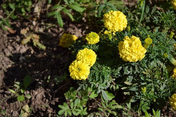 pyöreitä, kirkkaan keltaisia kukkia Marigolds
 - Valokuva, kuva