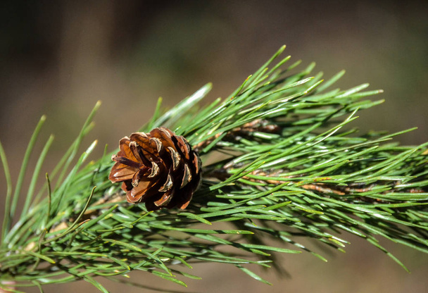 Ramo de pinheiro com um cone. Close-up. Floresta de primavera
 - Foto, Imagem