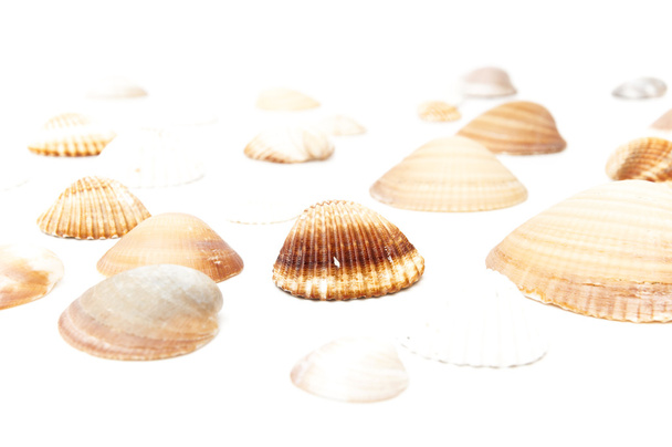 conchas marinas - Foto, Imagen
