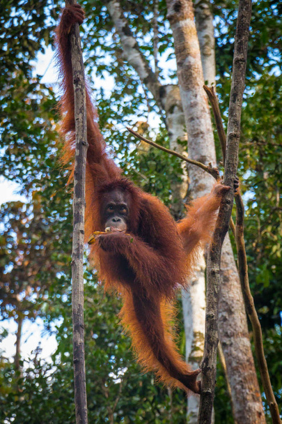 Bir oragutan Borneo'da bir ağaçta muz yer. - Fotoğraf, Görsel