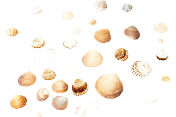 sea ??shells - Zdjęcie, obraz