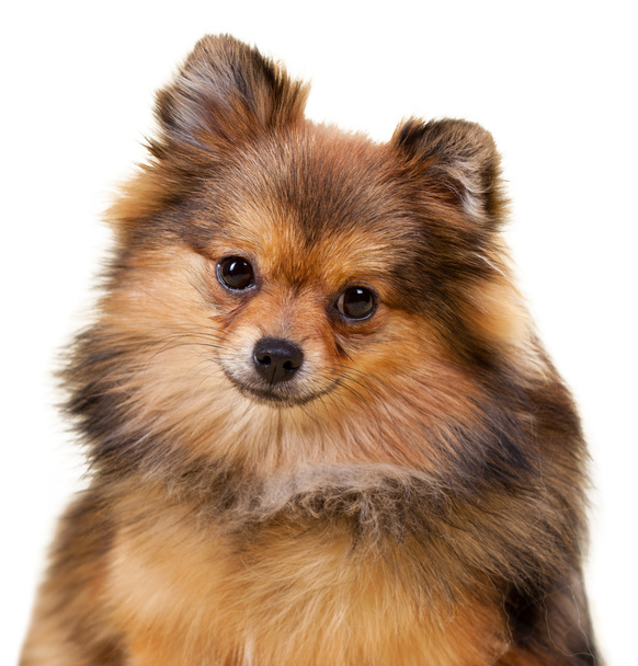 Pomerania cachorro
 - Foto, imagen