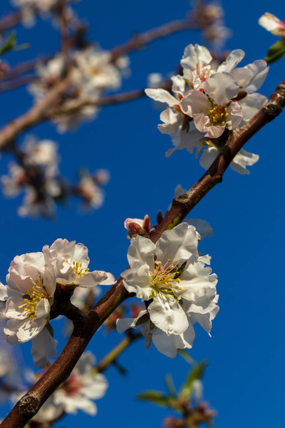 Beautiful Cherry Tree in Blossom on Blue Sky Background - Foto, Imagen