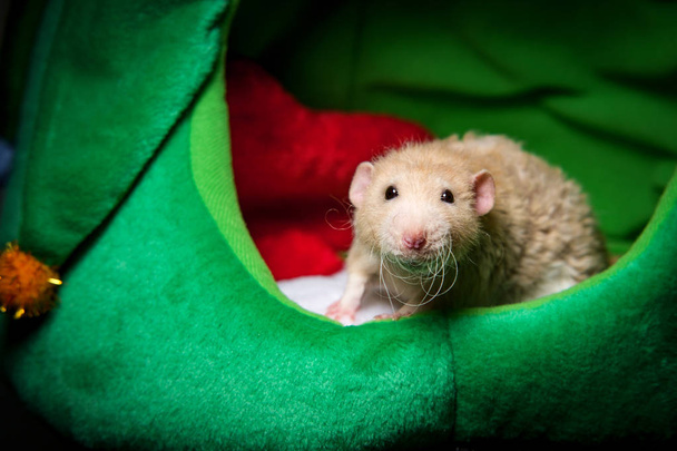 Noel Çorap Pet Rat - Fotoğraf, Görsel