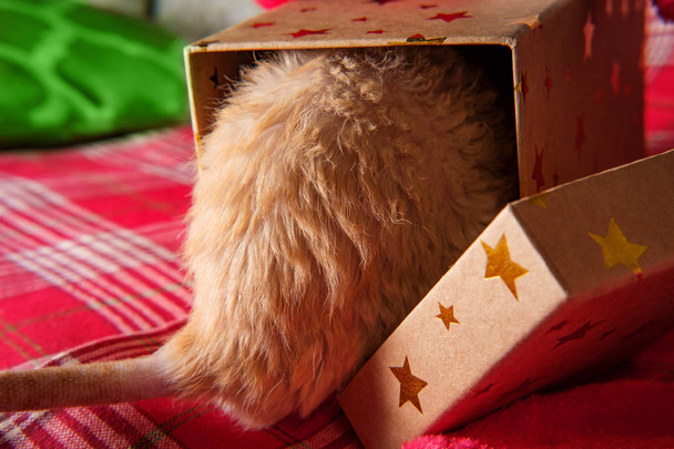 Karácsonyi harisnya PET patkány - Fotó, kép
