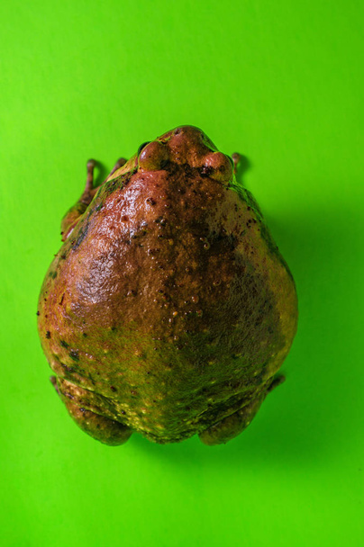 asiático toro rana gordito rana
 - Foto, Imagen