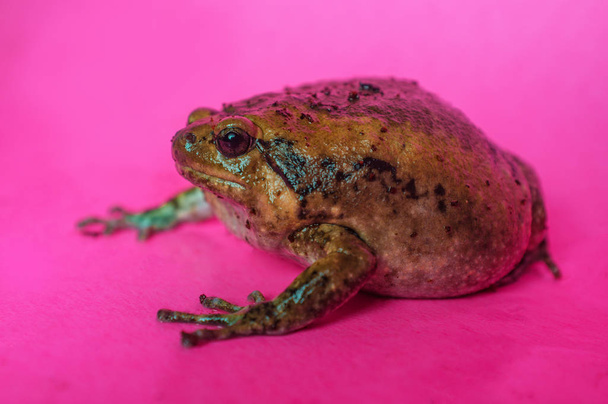 Asya Bullfrog Tombul Kurbağa - Fotoğraf, Görsel