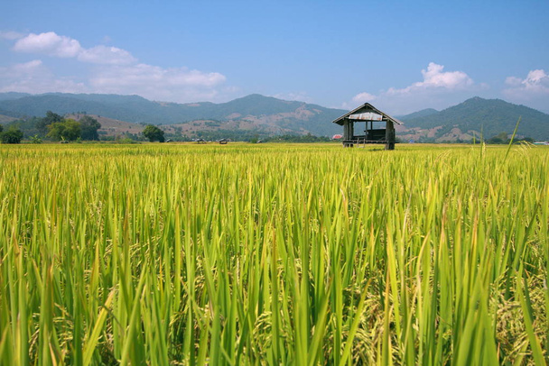 Hut and rice field in nature with blue sky - Foto, imagen