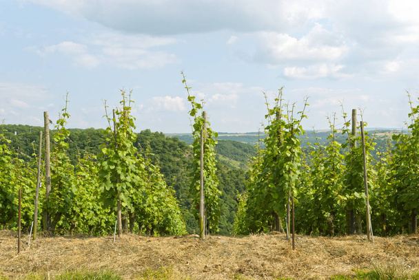 Красивий виноградник пейзаж під сонцем
 - Фото, зображення