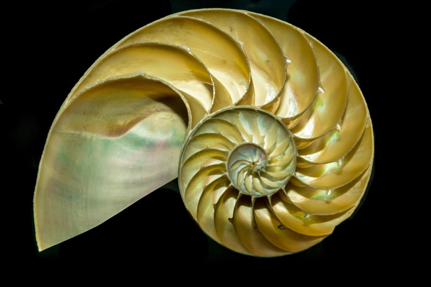 Cutaway Nautilus Sea Shell - Фото, изображение