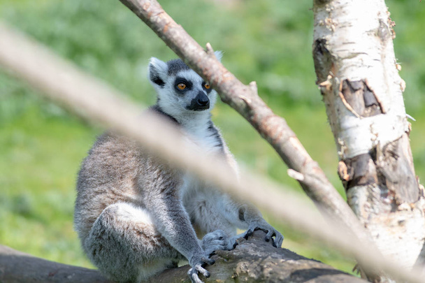 Een ring staart Lemur ontspant op een boomtak in de zon - Foto, afbeelding