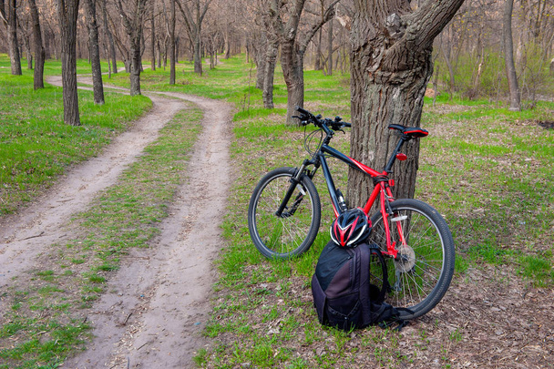 Chemin forestier et vélo placés près d'un arbre
 - Photo, image