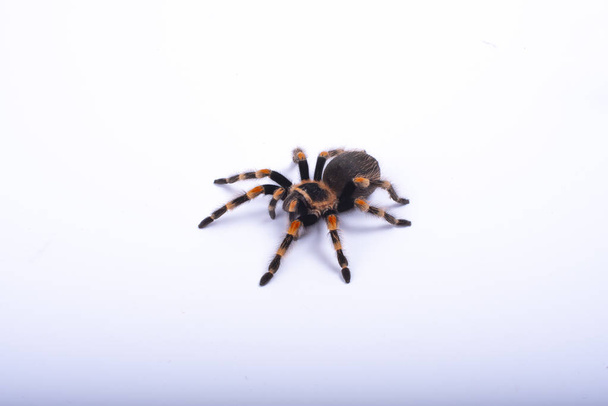 büyük örümcek tarantula, beyaz arka plan, brachypelma smithi - Fotoğraf, Görsel