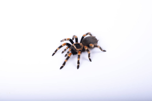 big spider tarantula, white background, brachypelma smithi - Фото, изображение