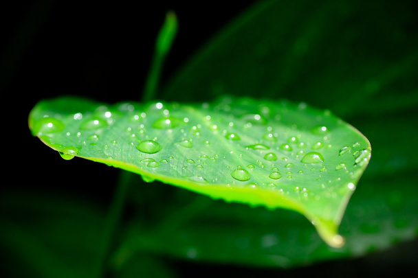 Green leaf - Valokuva, kuva