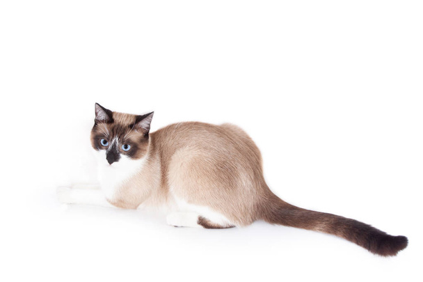 Siamkatze isoliert auf weißem Hintergrund. thailändische Katze. - Foto, Bild