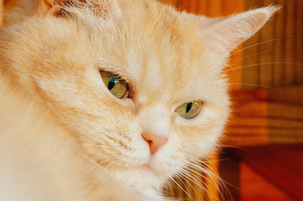Close-up portrait of a cute serious cream tabby cat with green eyes - Foto, immagini