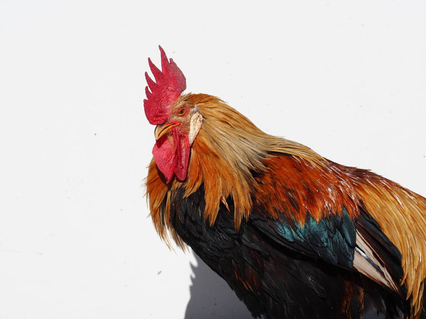 Portrait of a rooster - Foto, imagen