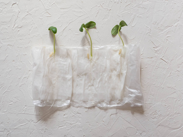 Growing seedlings without ground in paper.  - Photo, image