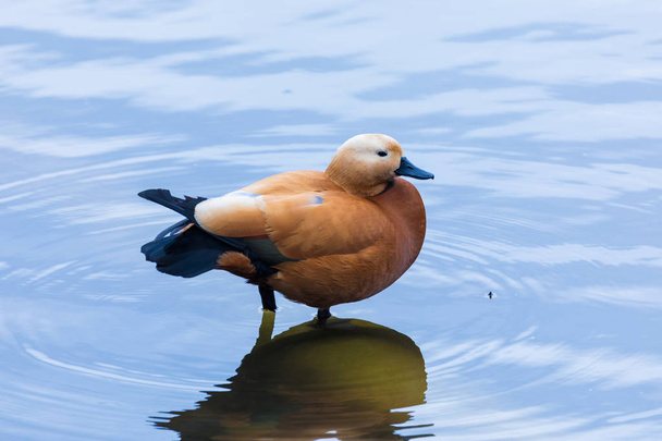 The brown duck or drake on the city pound or lake standing in the water  - Fotografie, Obrázek
