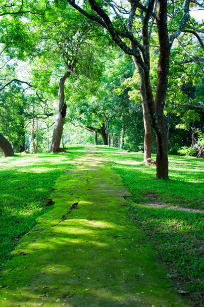 mystická cesta vztahuje moss v tropickém lese - Fotografie, Obrázek