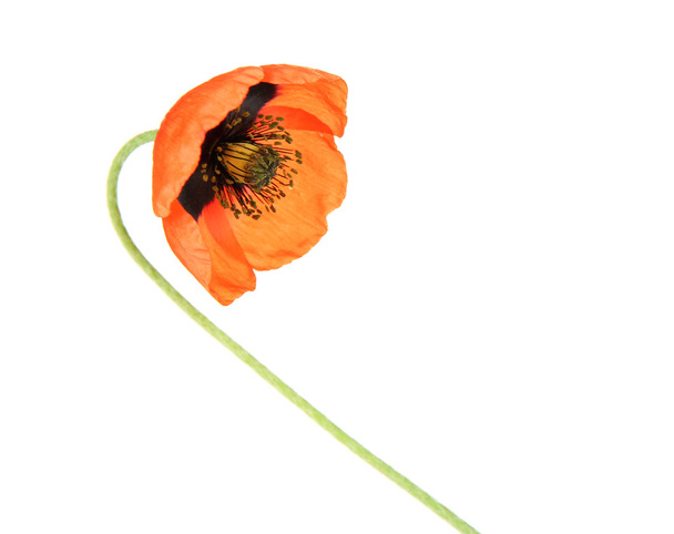 Poppy flower isolated on white - Foto, imagen