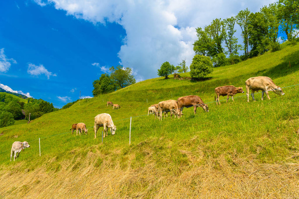 Brown cows eating grass in Alps village, Grabs, Werdenberg, St. Gallen Switzerland - Fotografie, Obrázek