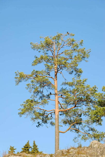 A lonely pine tree with crows and magpies in its branches. - Foto, imagen