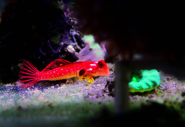 Moyeri Ruby Red Dragonet - (Synchihabus sycorax)
)  - Фото, изображение