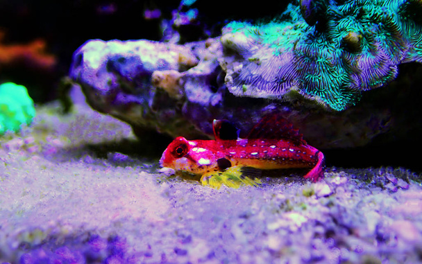 Moyeri Ruby Red Dragonet - (Synchihabus sycorax)
)  - Фото, изображение