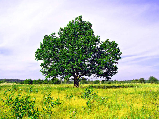 oak on field at the day time  - Φωτογραφία, εικόνα