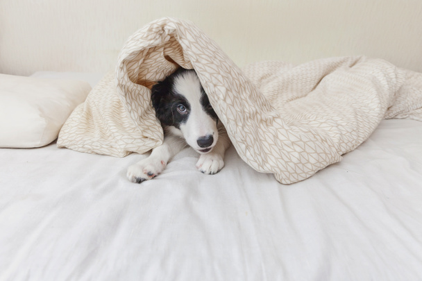 Divertido retrato de lindo olor perro frontera collie en la cama en casa
 - Foto, Imagen