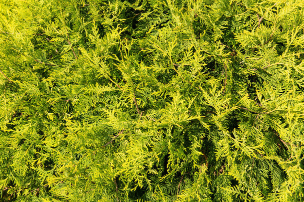 гілки вічнозелених дерев
 - Фото, зображення