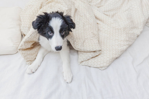 Funny portrait of cute smilling puppy dog border collie in bed at home - Foto, Bild