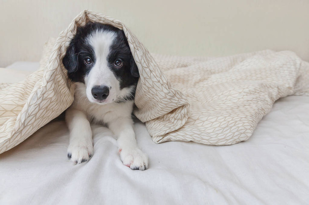 Funny portrait of cute smilling puppy dog border collie in bed at home - Photo, image
