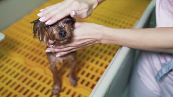 Bliska ręka Groomer myje małego psa w specjalnej kąpieli w salonie pielęgnacji zwierząt. - Materiał filmowy, wideo