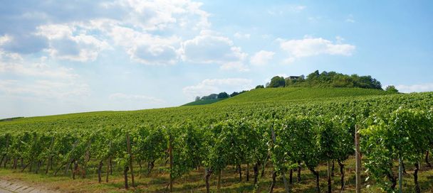 Panorama vinícola com céu azul nublado
 - Foto, Imagem