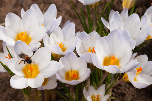 Macro shot di fiori di croco bianchi
 - Foto, immagini