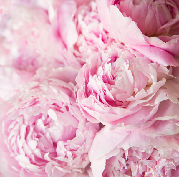 Růžové peóny kvetou na pozadí. Květiny - Fotografie, Obrázek