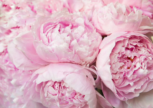 Fondo de flores de peonías rosadas. Flores
 - Foto, imagen