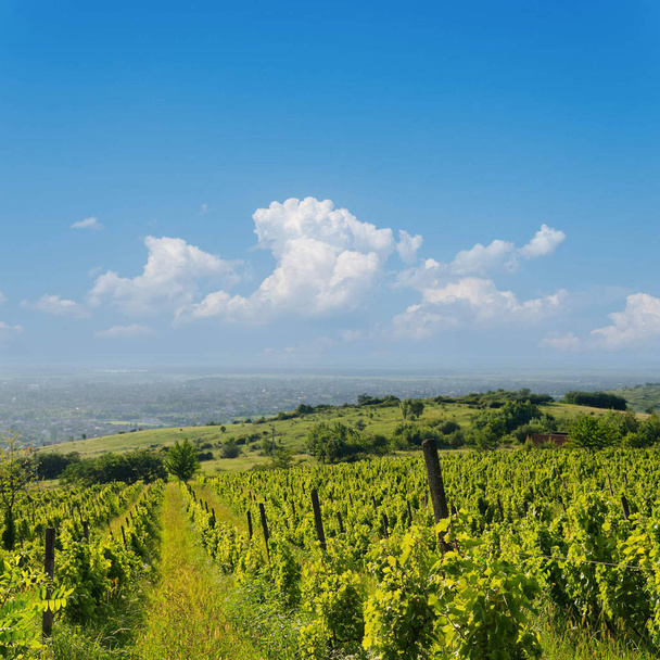 view to vineyard in Ukraine, Trans-carpathian region - Φωτογραφία, εικόνα