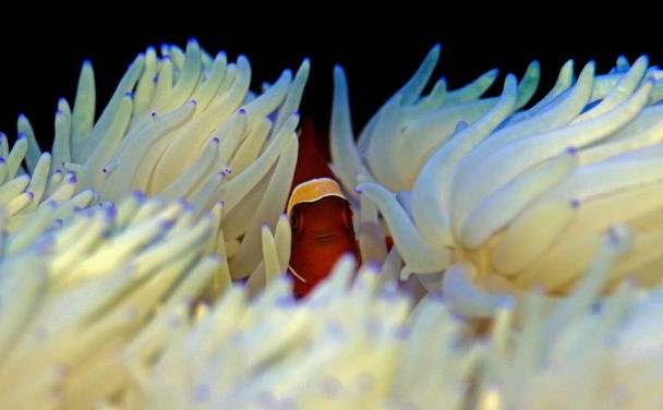 Beyaz Sabae Anemone ile ilişkisi kırmızı Goldenflake bordo Clownfish  - Fotoğraf, Görsel
