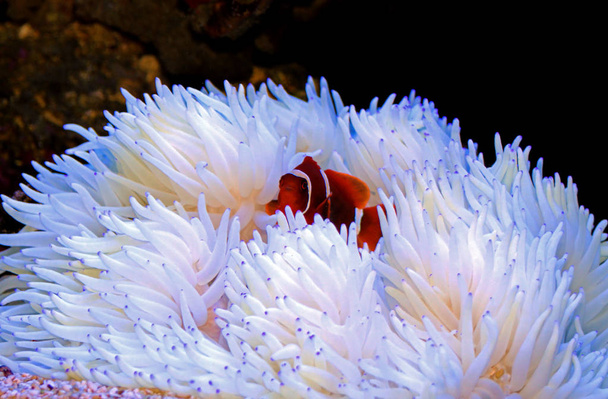 Vörös aranyenflake barna clownfish kapcsolatban fehér sabae Anemone  - Fotó, kép