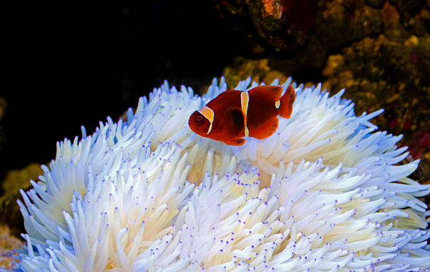 Czerwony Goldenflake bordowy Clownfish w związku z białym Sabae Anemone  - Zdjęcie, obraz
