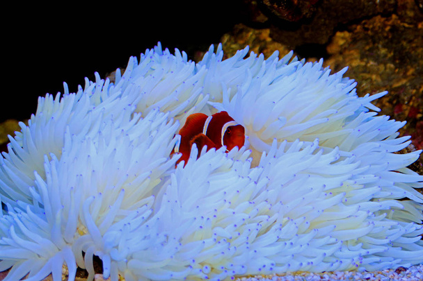 Rode Goldenflake kastanjebruine Clownvis in relatie met witte Sabae Anemone  - Foto, afbeelding