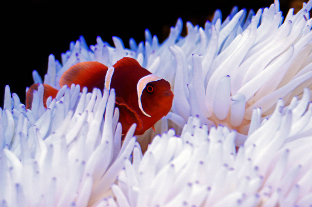 Rotgoldflocken kastanienbrauner Clownfisch in Verbindung mit weißer Sabae-Anemone  - Foto, Bild