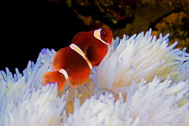 Rotgoldflocken kastanienbrauner Clownfisch in Verbindung mit weißer Sabae-Anemone  - Foto, Bild